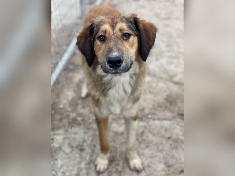 Sir Henry, geb. ca. 10/2024, lebt in GRIECHENLAND, im städt. Tierheim Serres