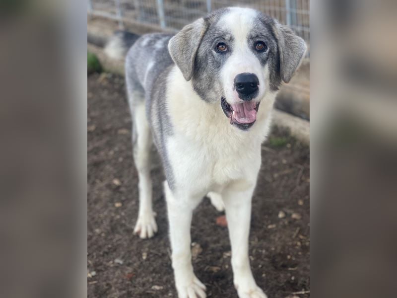 Ryat, geb. ca. 12/2023, lebt in GRIECHENLAND, im städt. Tierheim Serres