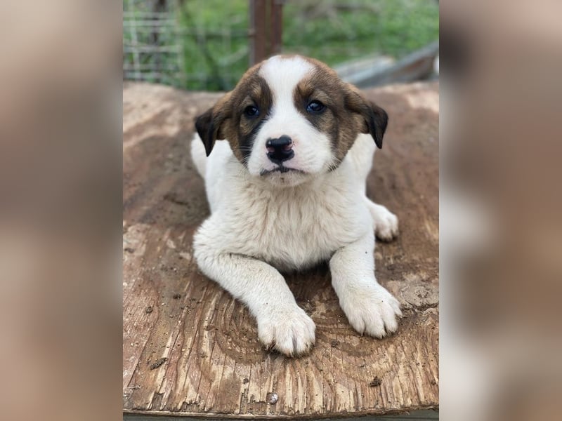 Tonno, geb. ca. 11/2025, lebt in GRIECHENLAND, auf einer privaten Pflegestelle