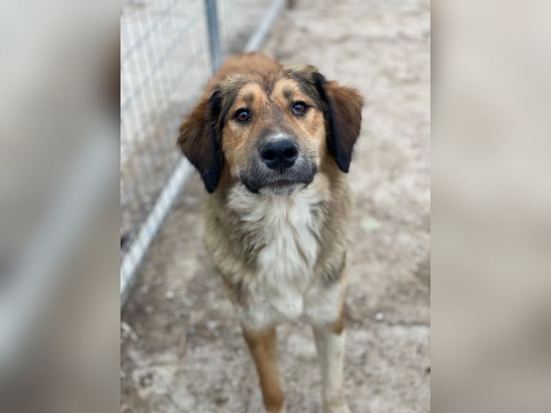 Sir Henry, geb. ca. 10/2024, lebt in GRIECHENLAND, im städt. Tierheim Serres