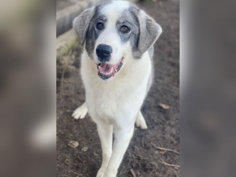 Ryat, geb. ca. 12/2023, lebt in GRIECHENLAND, im städt. Tierheim Serres