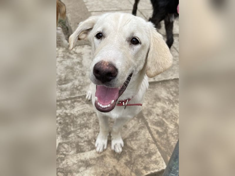 Littlefoot, geb. ca. 04/2024, lebt in GRIECHENLAND, auf einem Gelände, auf dem die Hunde notdürftig