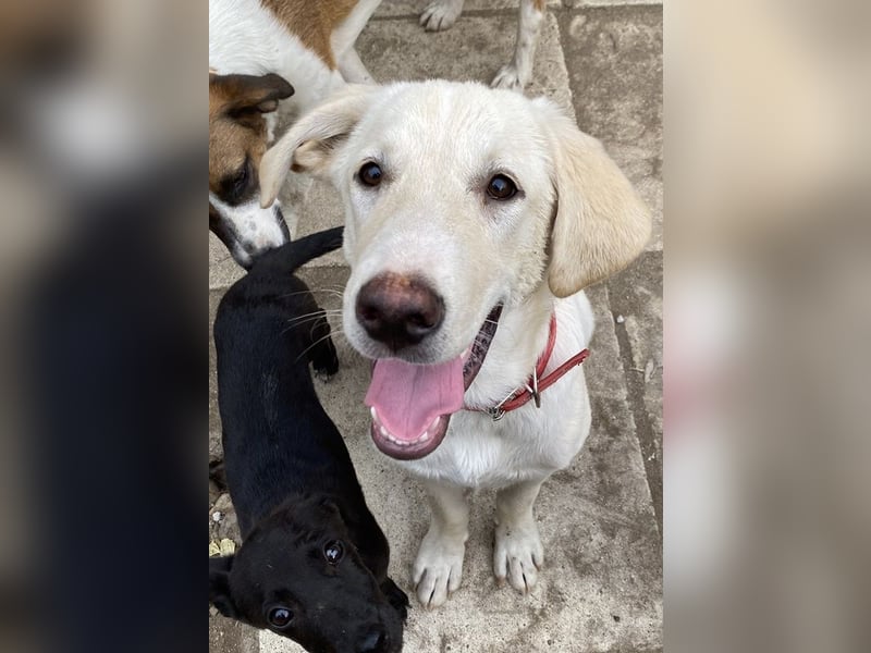 Littlefoot, geb. ca. 04/2024, lebt in GRIECHENLAND, auf einem Gelände, auf dem die Hunde notdürftig