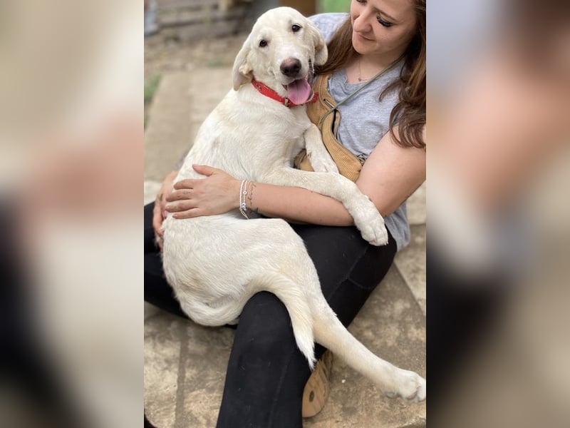 Littlefoot, geb. ca. 04/2024, lebt in GRIECHENLAND, auf einem Gelände, auf dem die Hunde notdürftig