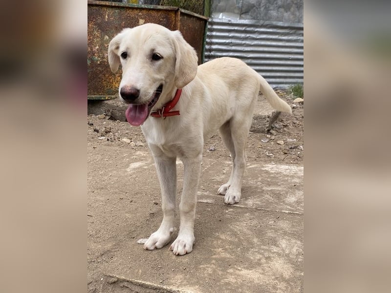 Littlefoot, geb. ca. 04/2024, lebt in GRIECHENLAND, auf einem Gelände, auf dem die Hunde notdürftig