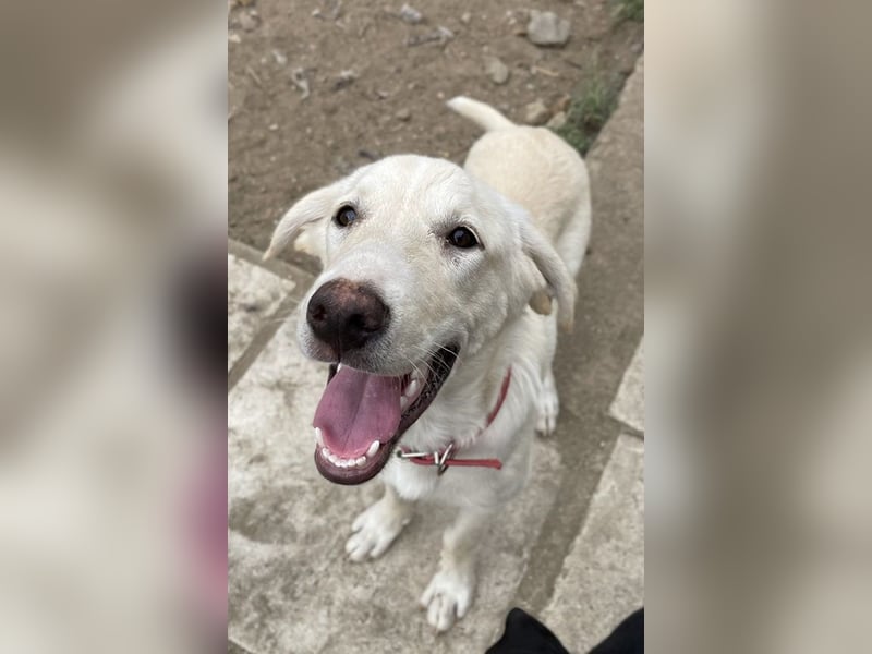 Littlefoot, geb. ca. 04/2024, lebt in GRIECHENLAND, auf einem Gelände, auf dem die Hunde notdürftig