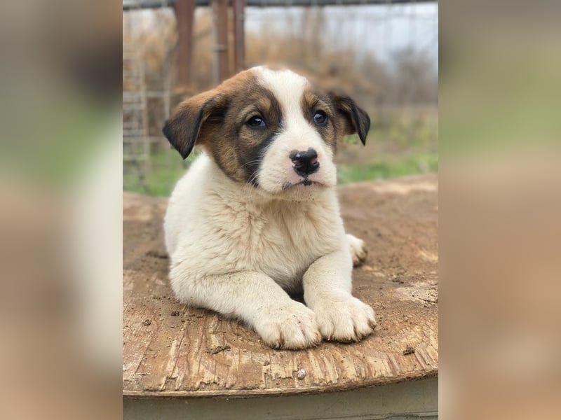 Tonno, geb. ca. 11/2025, lebt in GRIECHENLAND, auf einer privaten Pflegestelle