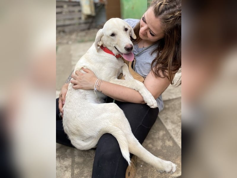 Littlefoot, geb. ca. 04/2024, lebt in GRIECHENLAND, auf einem Gelände, auf dem die Hunde notdürftig