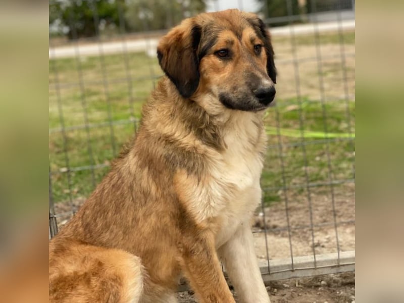 Sir Henry, geb. ca. 10/2024, lebt in GRIECHENLAND, im städt. Tierheim Serres