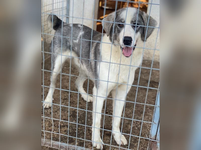 Ryat, geb. ca. 12/2023, lebt in GRIECHENLAND, im städt. Tierheim Serres