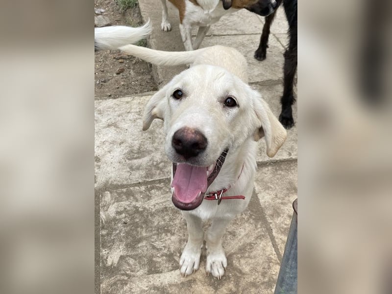 Littlefoot, geb. ca. 04/2024, lebt in GRIECHENLAND, auf einem Gelände, auf dem die Hunde notdürftig