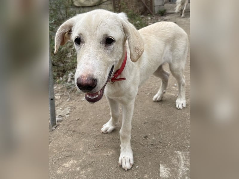 Littlefoot, geb. ca. 04/2024, lebt in GRIECHENLAND, auf einem Gelände, auf dem die Hunde notdürftig