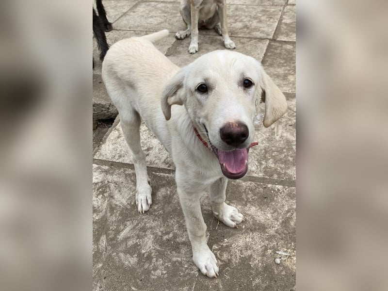 Littlefoot, geb. ca. 04/2024, lebt in GRIECHENLAND, auf einem Gelände, auf dem die Hunde notdürftig