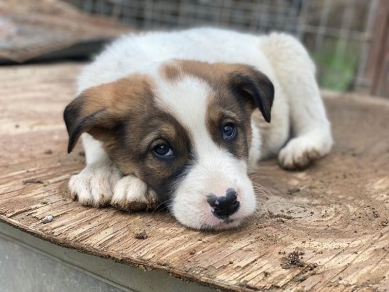Tonno, geb. ca. 11/2025, lebt in GRIECHENLAND, auf einer privaten Pflegestelle