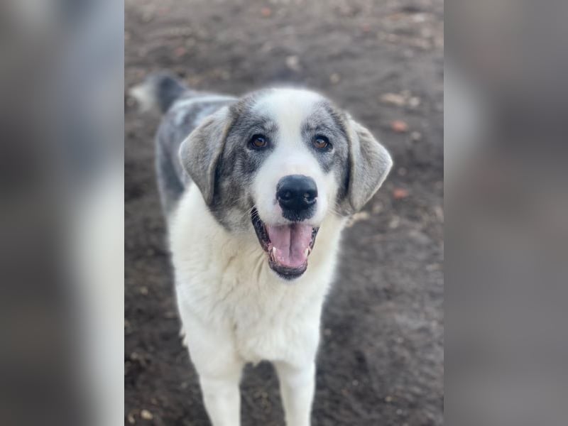 Ryat, geb. ca. 12/2023, lebt in GRIECHENLAND, im städt. Tierheim Serres