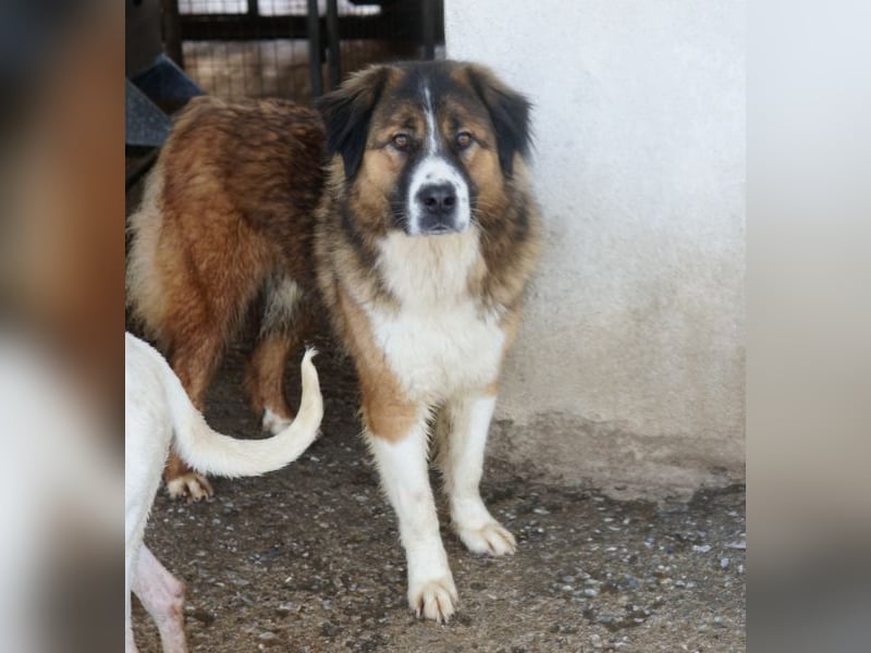 Kroos, geb. ca. 03/2024, lebt in GRIECHENLAND, im städt. Tierheim Serres