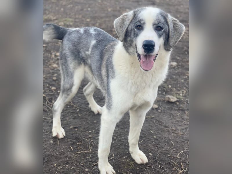 Ryat, geb. ca. 12/2023, lebt in GRIECHENLAND, im städt. Tierheim Serres