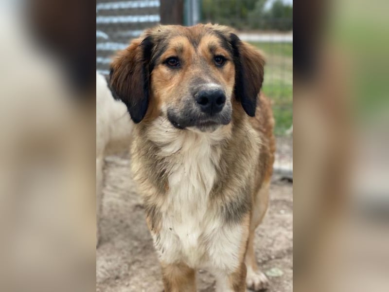 Sir Henry, geb. ca. 10/2024, lebt in GRIECHENLAND, im städt. Tierheim Serres