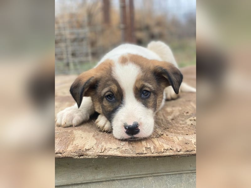 Tonno, geb. ca. 11/2025, lebt in GRIECHENLAND, auf einer privaten Pflegestelle