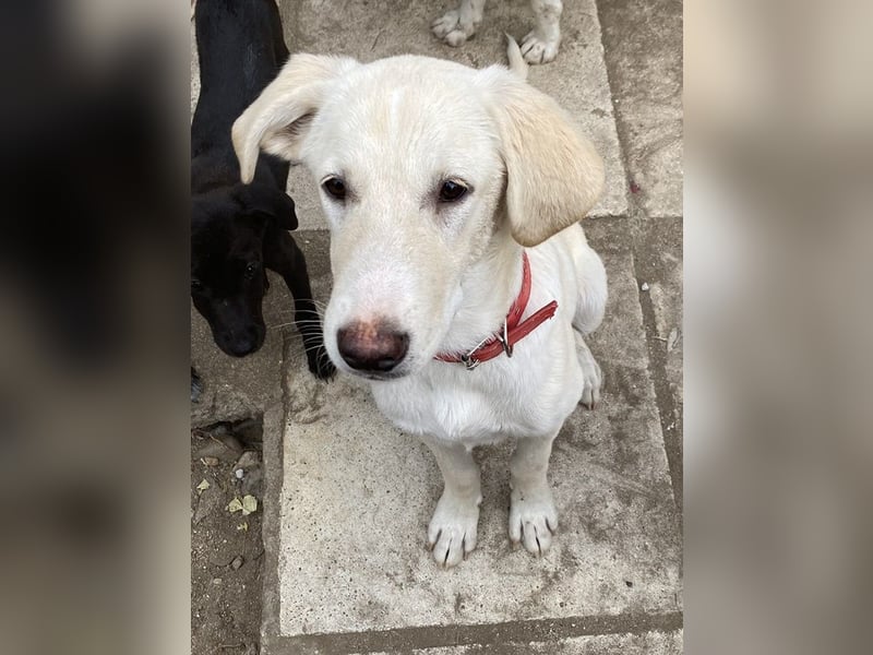 Littlefoot, geb. ca. 04/2024, lebt in GRIECHENLAND, auf einem Gelände, auf dem die Hunde notdürftig