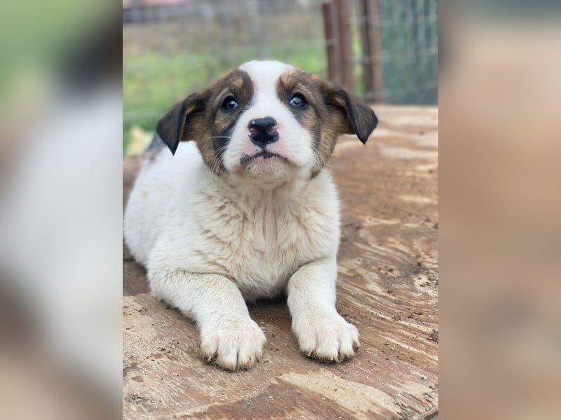 Tonno, geb. ca. 11/2025, lebt in GRIECHENLAND, auf einer privaten Pflegestelle
