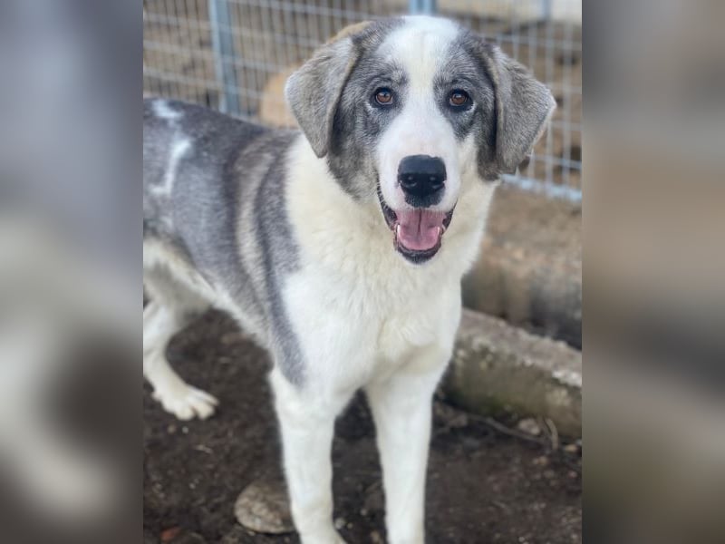 Ryat, geb. ca. 12/2023, lebt in GRIECHENLAND, im städt. Tierheim Serres