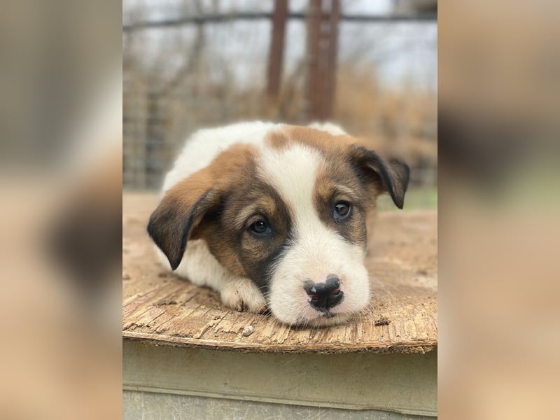 Tonno, geb. ca. 11/2025, lebt in GRIECHENLAND, auf einer privaten Pflegestelle