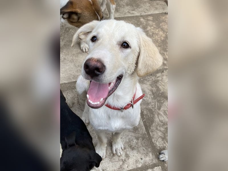 Littlefoot, geb. ca. 04/2024, lebt in GRIECHENLAND, auf einem Gelände, auf dem die Hunde notdürftig