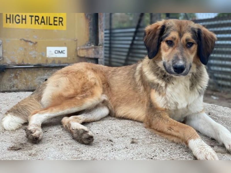 Sir Henry, geb. ca. 10/2024, lebt in GRIECHENLAND, im städt. Tierheim Serres