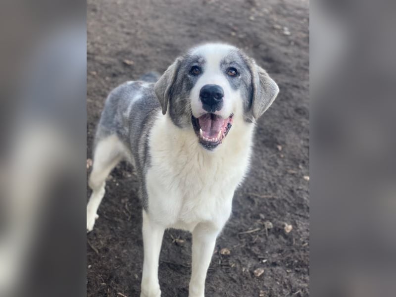 Ryat, geb. ca. 12/2023, lebt in GRIECHENLAND, im städt. Tierheim Serres