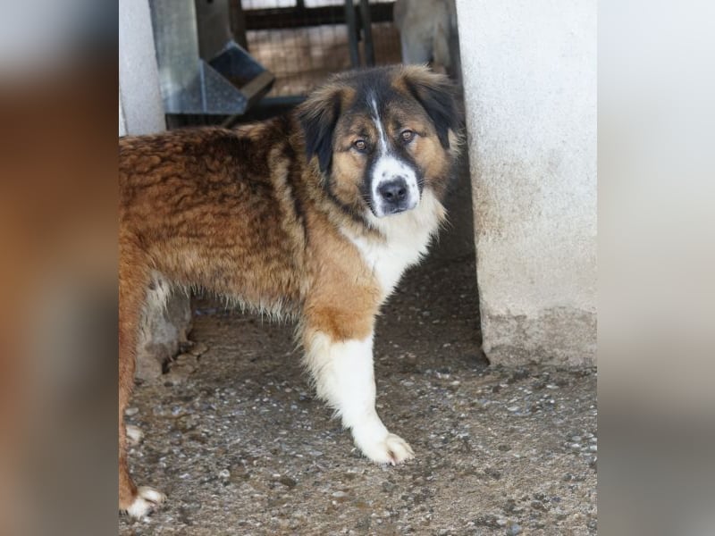 Kroos, geb. ca. 03/2024, lebt in GRIECHENLAND, im städt. Tierheim Serres