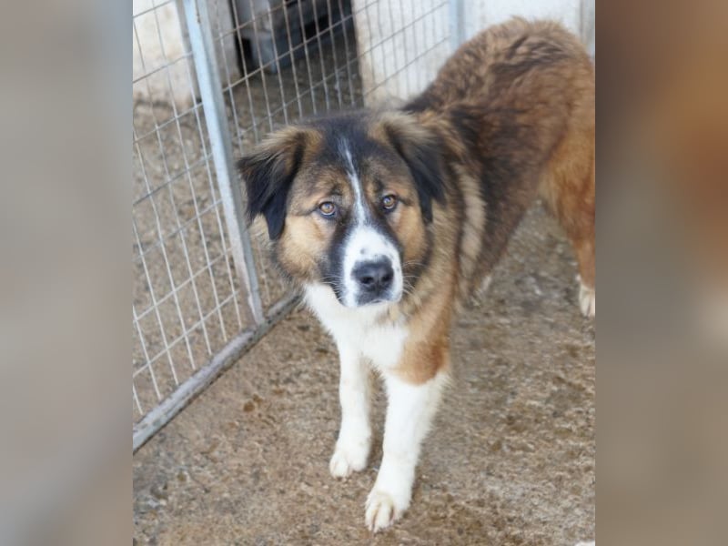 Kroos, geb. ca. 03/2024, lebt in GRIECHENLAND, im städt. Tierheim Serres