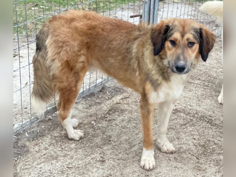 Sir Henry, geb. ca. 10/2024, lebt in GRIECHENLAND, im städt. Tierheim Serres