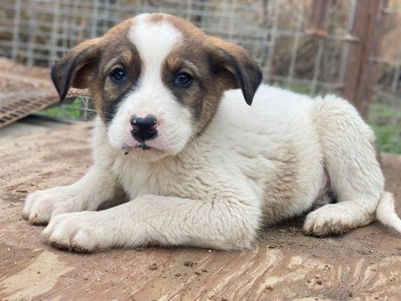 Tonno, geb. ca. 11/2025, lebt in GRIECHENLAND, auf einer privaten Pflegestelle