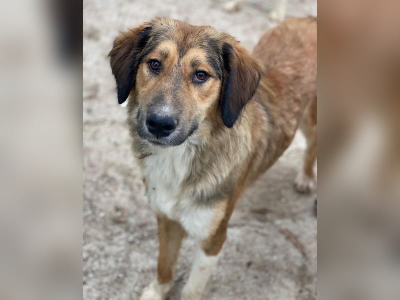 Sir Henry, geb. ca. 10/2024, lebt in GRIECHENLAND, im städt. Tierheim Serres