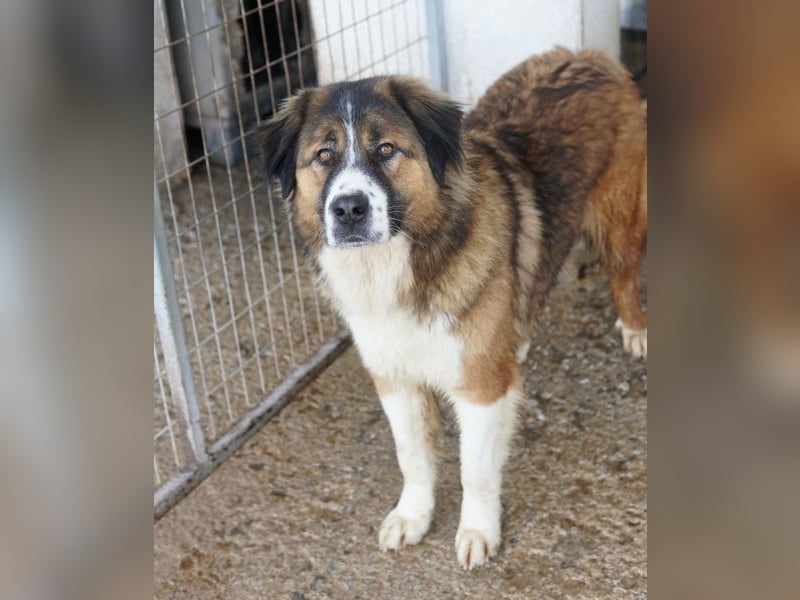 Kroos, geb. ca. 03/2024, lebt in GRIECHENLAND, im städt. Tierheim Serres