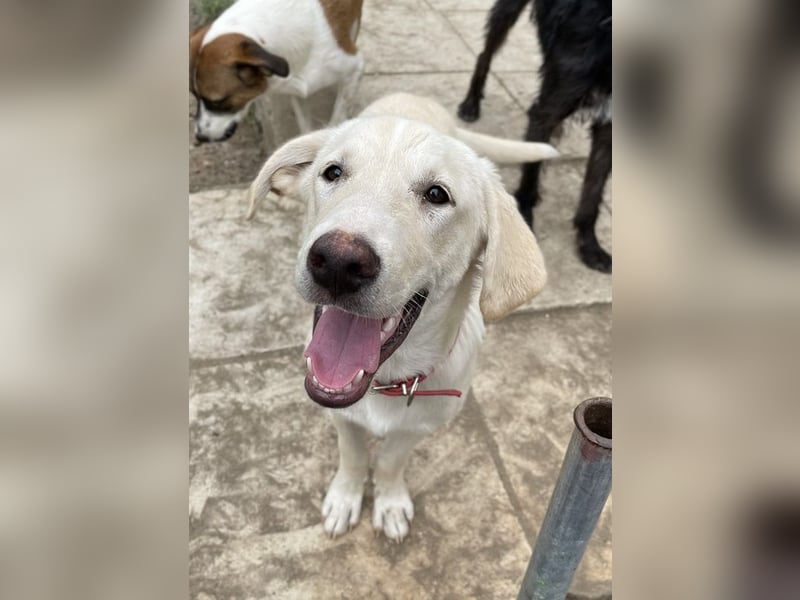 Littlefoot, geb. ca. 04/2024, lebt in GRIECHENLAND, auf einem Gelände, auf dem die Hunde notdürftig