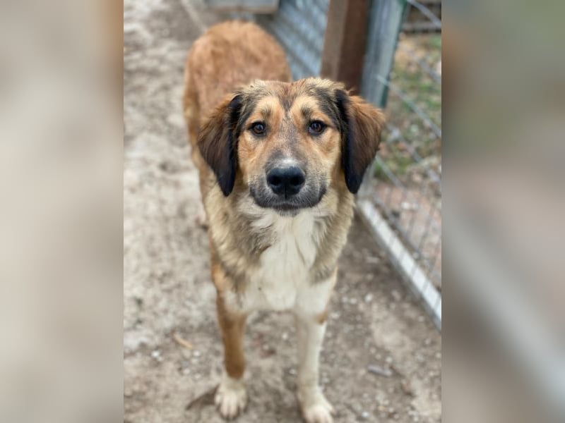 Sir Henry, geb. ca. 10/2024, lebt in GRIECHENLAND, im städt. Tierheim Serres