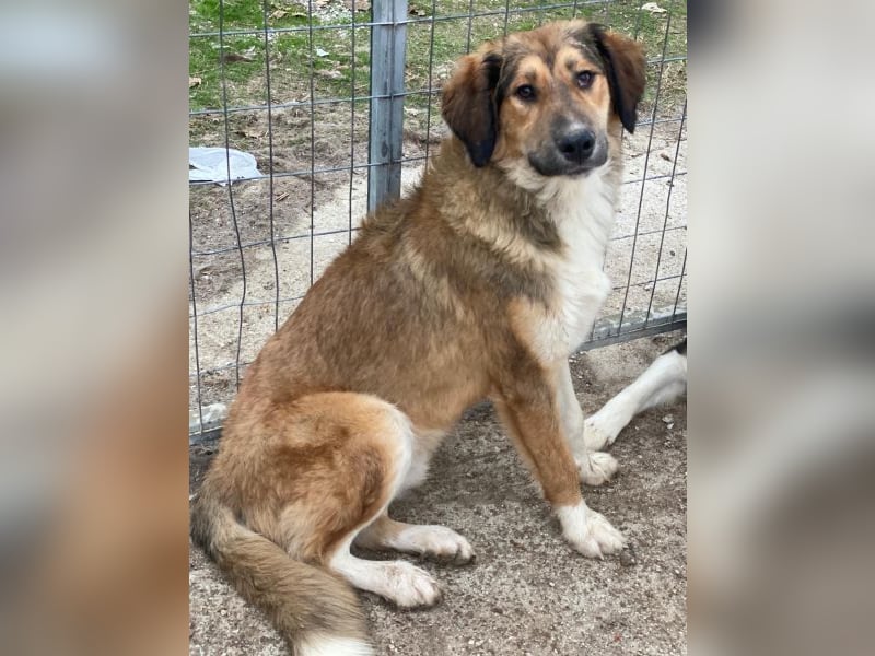 Sir Henry, geb. ca. 10/2024, lebt in GRIECHENLAND, im städt. Tierheim Serres