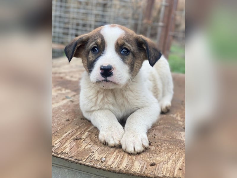 Tonno, geb. ca. 11/2025, lebt in GRIECHENLAND, auf einer privaten Pflegestelle