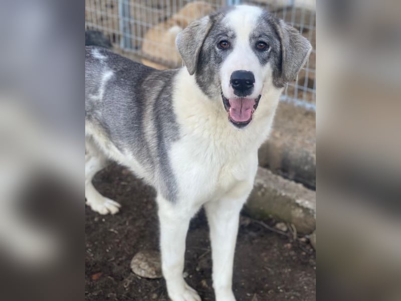 Ryat, geb. ca. 12/2023, lebt in GRIECHENLAND, im städt. Tierheim Serres