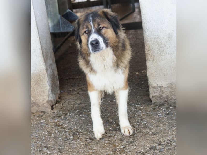 Kroos, geb. ca. 03/2024, lebt in GRIECHENLAND, im städt. Tierheim Serres