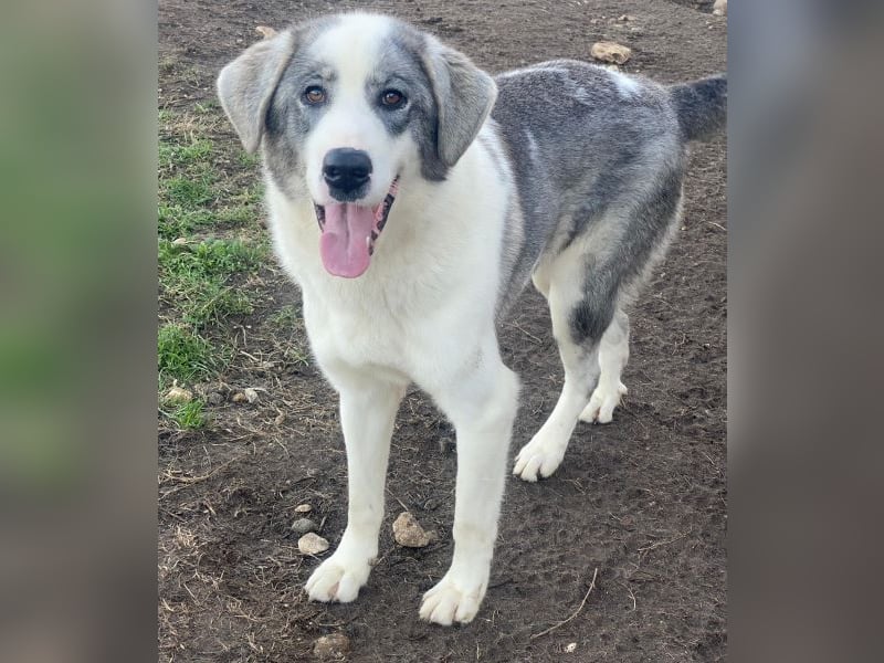 Ryat, geb. ca. 12/2023, lebt in GRIECHENLAND, im städt. Tierheim Serres