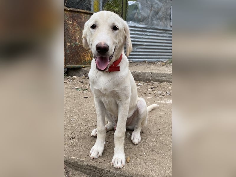 Littlefoot, geb. ca. 04/2024, lebt in GRIECHENLAND, auf einem Gelände, auf dem die Hunde notdürftig