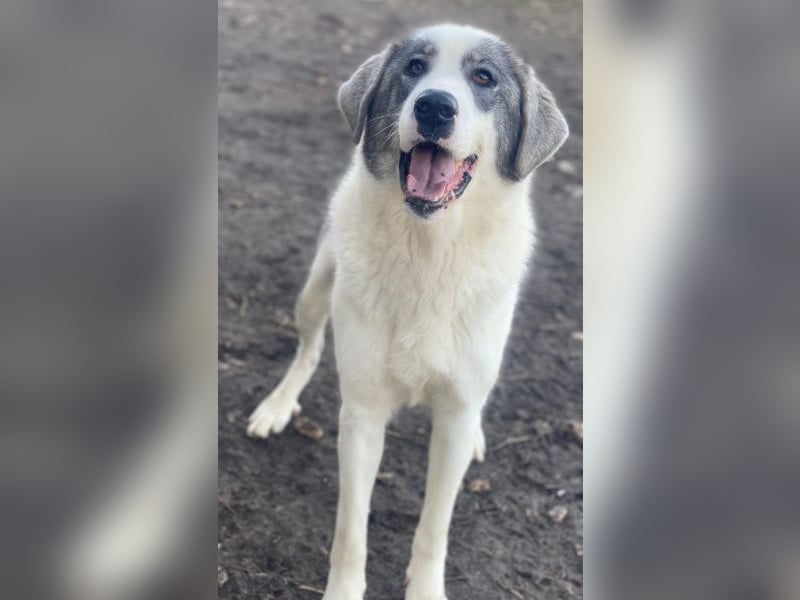 Ryat, geb. ca. 12/2023, lebt in GRIECHENLAND, im städt. Tierheim Serres