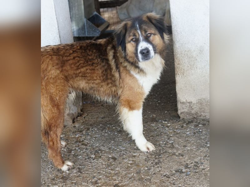 Kroos, geb. ca. 03/2024, lebt in GRIECHENLAND, im städt. Tierheim Serres