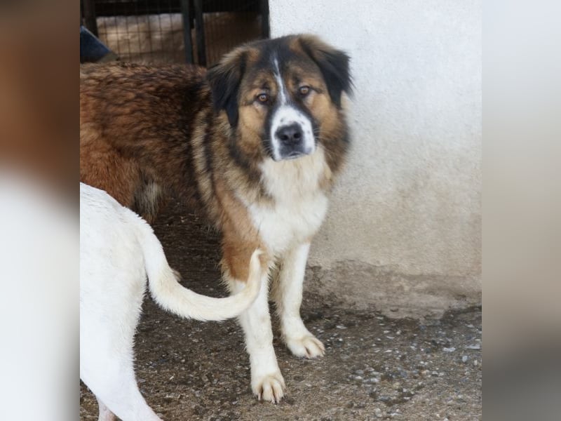 Kroos, geb. ca. 03/2024, lebt in GRIECHENLAND, im städt. Tierheim Serres