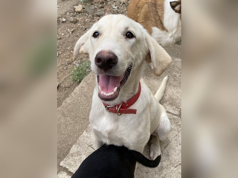 Littlefoot, geb. ca. 04/2024, lebt in GRIECHENLAND, auf einem Gelände, auf dem die Hunde notdürftig