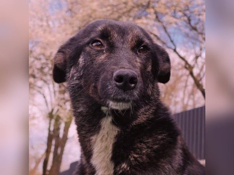 FRIDA - sanfte, liebe Hündin sucht ihre Menschen