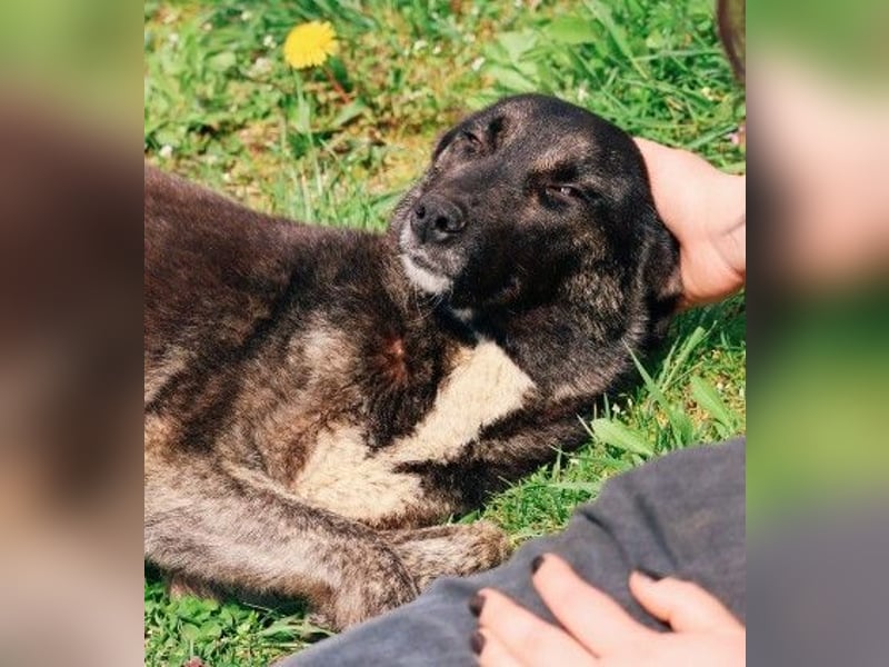 FRIDA - sanfte, liebe Hündin sucht ihre Menschen